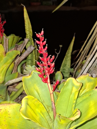 Aechmea fulgens, photograph 4