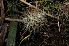 Tillandsia argentea