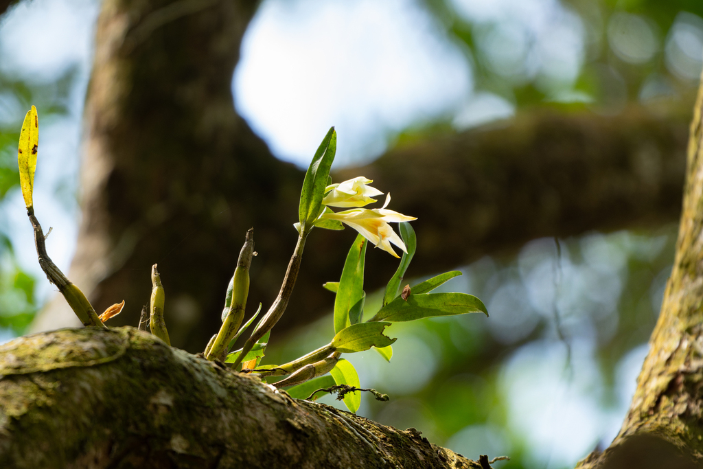 Bình minh – Dendrobium williamsonii