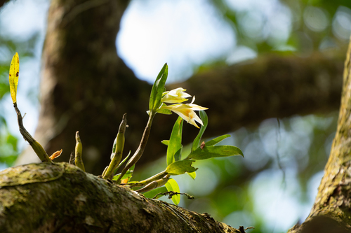 Dendrobium williamsonii