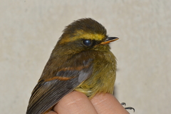 Silvicultrix diadema