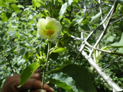Hibiscus elegans