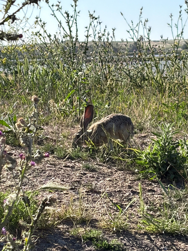 Black-tailed Jackrabbit observed by giselleserafin