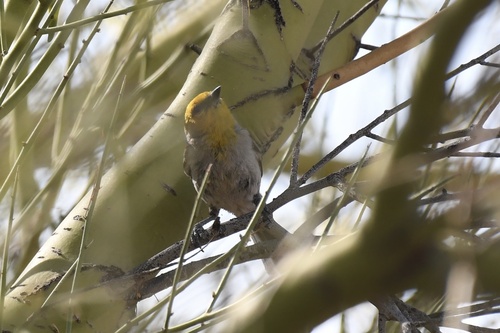 Verdin