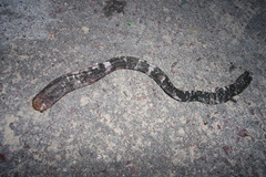 Amphisbaena fuliginosa