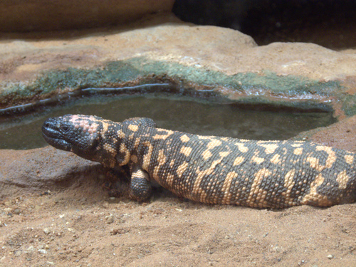 Gila Monster