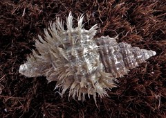 Fusitriton oregonensis