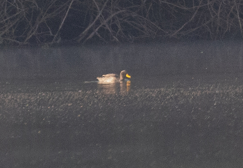 Yellow-billed Duck