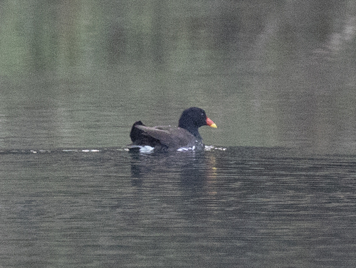 Eurasian Moorhen
