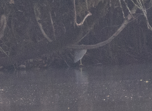 Black-crowned Night Heron