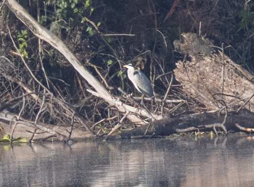 Grey Heron