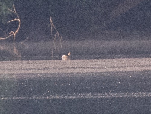 Little Grebe
