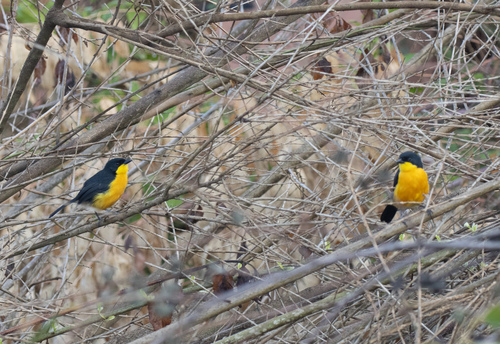 Yellow-breasted Boubou (Laniarius atroflavus), photo 10