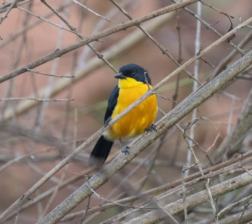 Yellow-breasted Boubou (Laniarius atroflavus), photo 8
