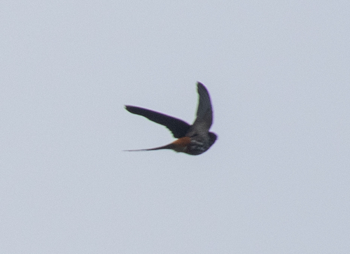 Lesser Striped Swallow
