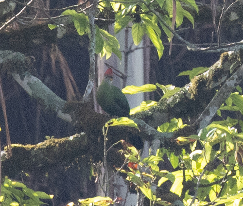 Bannerman's Turaco (Tauraco bannermani), photo 5