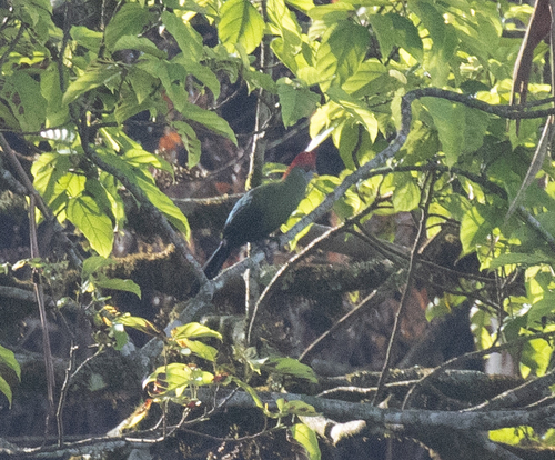 Bannerman's Turaco (Tauraco bannermani), photo 2