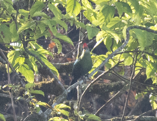 Bannerman's Turaco (Tauraco bannermani), photo 3
