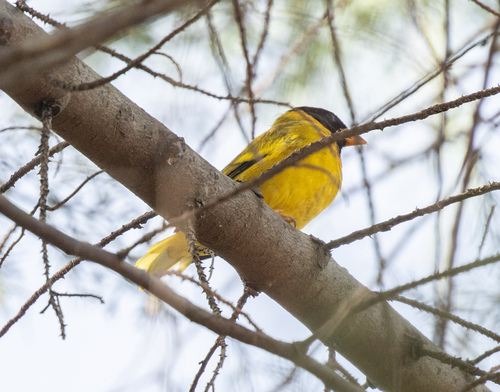 Oriole Finch (Linurgus olivaceus), photo 8