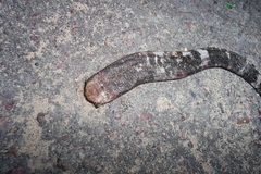 Amphisbaena fuliginosa