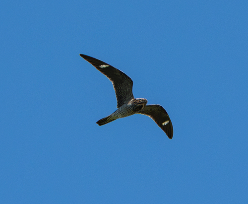 Common Nighthawk observed by polylepis