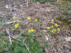 Alyssum montanum, photograph (c) Yves Bas, some rights reserved (CC BY)
