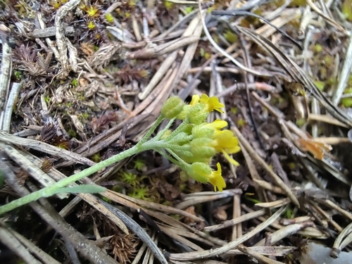 Alyssum montanum, photograph 5