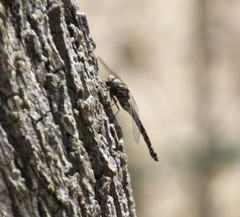 Gomphaeschna furcillata