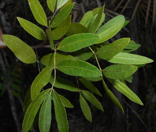 Bursera angustata C.Wright ex Griseb.