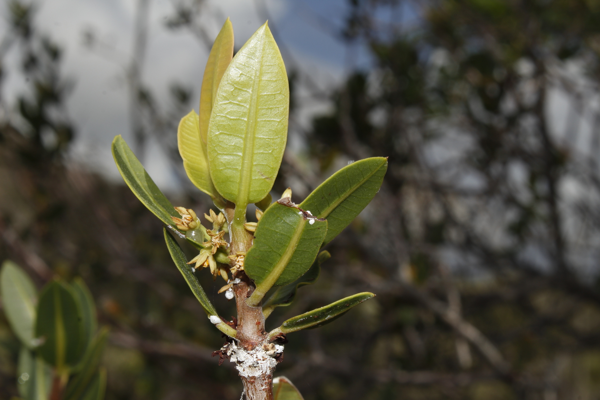 Bursera yaterensis M.C.Martínez, Daly & J.Pérez
