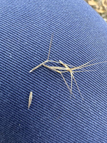 Aristida calycina observed 2026-05-11