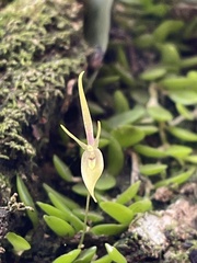 Barbosella cogniauxiana