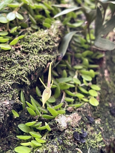 Barbosella cogniauxiana, photograph 2
