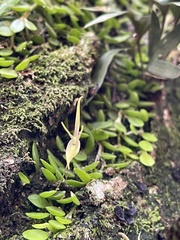 Barbosella cogniauxiana, photograph (c) bruno_san1409, some rights reserved (CC BY-SA)