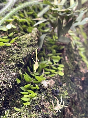 Barbosella cogniauxiana, photograph 3