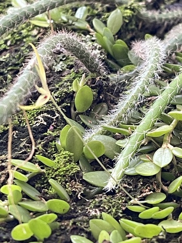Barbosella cogniauxiana, photograph 4