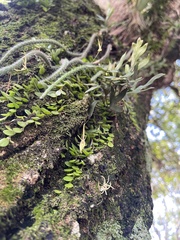 Barbosella cogniauxiana, photograph (c) bruno_san1409, some rights reserved (CC BY-SA)
