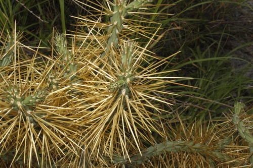 Cylindropuntia hystrix