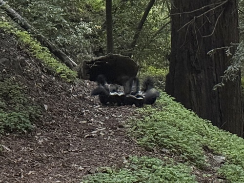 Striped Skunk observed by fieldbio