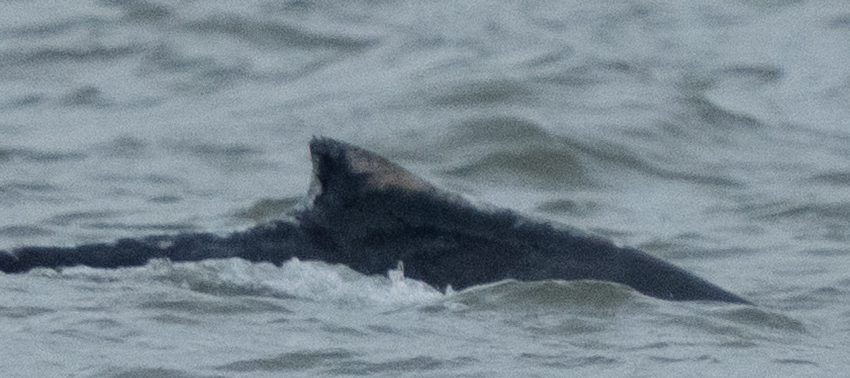 Megaptera novaeangliae