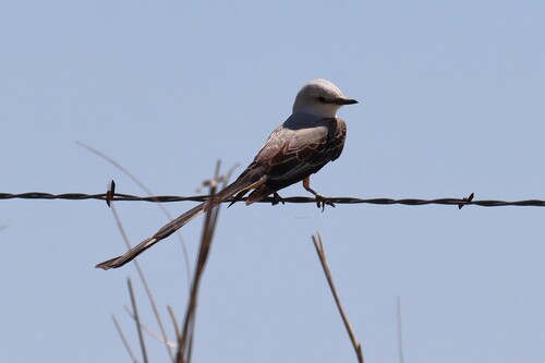 Scissor-tailed Flycatcher