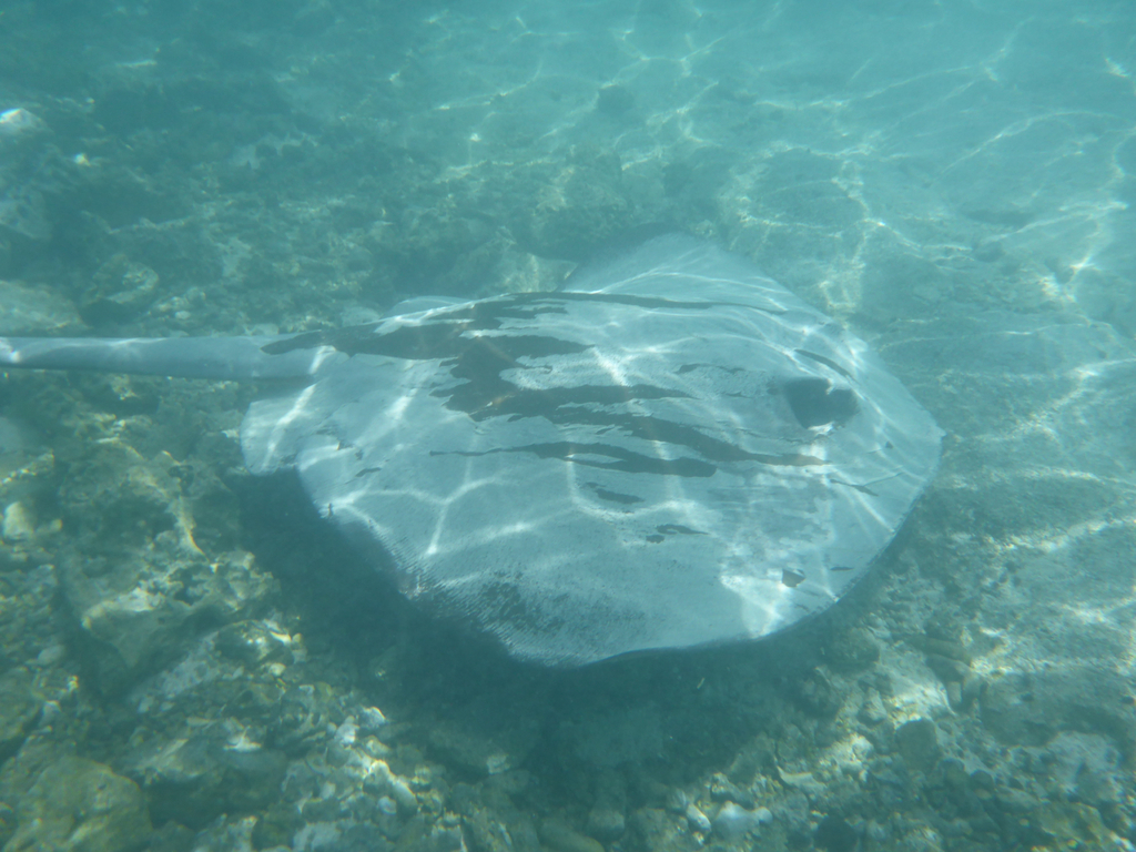 Broad cowtail ray in sunlit shallow water over reef rubble, light rippling on its back