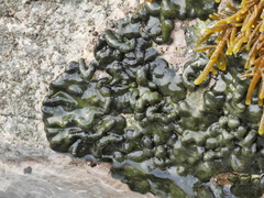 Codium convolutum