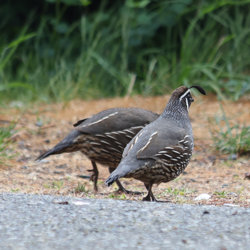 California Quail observed by ja_fields
