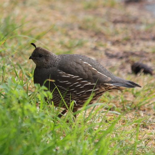 California Quail observed by ja_fields
