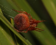 Neoscona penicillipes