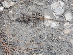 Sceloporus bicanthalis