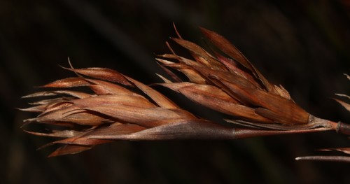 Image of Platycaulos major by (c) Brian du Preez, some rights reserved (CC BY-SA)