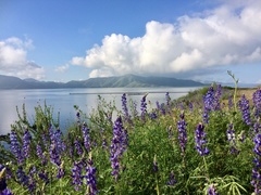Lupinus