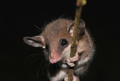 Marmosops caucae